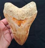 Megalodon - Fossiele tand - 14+ GIANT MEGALODON TOOTH - 14.2, Verzamelen