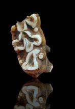 Nijlpaard - Fossiele kies - Hippopotamus lemerlei