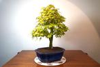 Japanese maple bonsai (Acer palmatum) - Hauteur (arbre) : 50, Antiek en Kunst, Kunst | Schilderijen | Klassiek