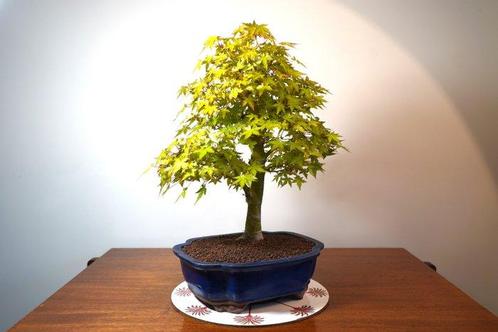 Japanese maple bonsai (Acer palmatum) - Hauteur (arbre) : 50, Antiek en Kunst, Kunst | Schilderijen | Klassiek