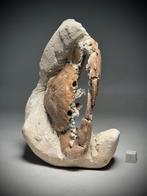 Uitzonderlijke 3D fossiele krab- - Fossiel rugschild -