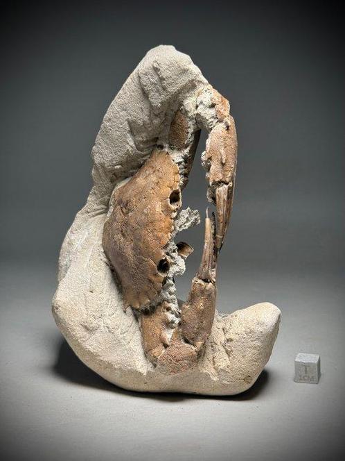 Uitzonderlijke 3D fossiele krab- - Fossiel rugschild -, Verzamelen, Mineralen en Fossielen