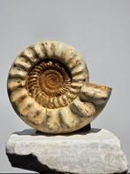 Large Ammonite - 14 kg - Gefossiliseerde schelp -, Verzamelen, Mineralen en Fossielen