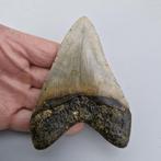 Megalodon Shark - Fossiele tand - megaselachus megalodon -, Verzamelen