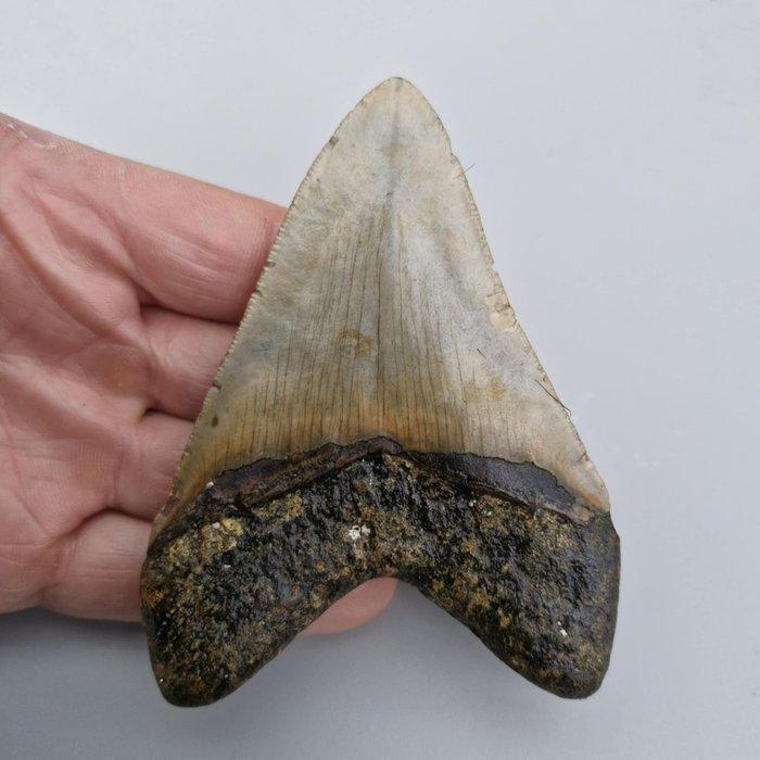 Megalodon Shark - Fossiele tand - megaselachus megalodon -, Verzamelen, Mineralen en Fossielen