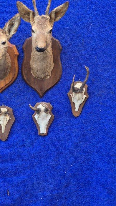 Ree Taxidermie volledige montage - Capreolus capreolus - lot, Verzamelen, Dierenverzamelingen