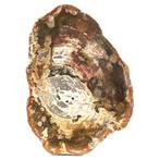 NO RESERVE! - Schaal - fossiel hout - versteend houten, Antiek en Kunst