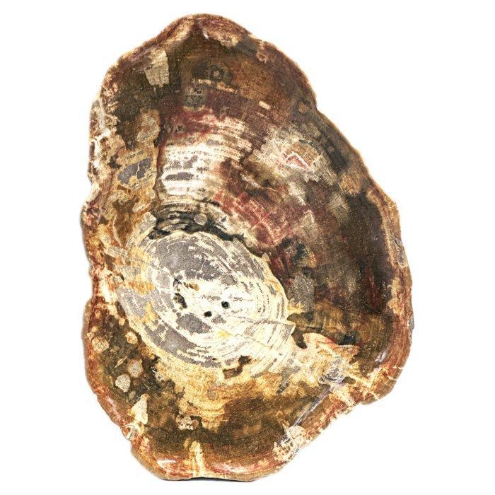 NO RESERVE! - Schaal - fossiel hout - versteend houten, Antiek en Kunst, Kunst | Niet-Westerse kunst