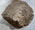Versteend hout - Gefossiliseerd hout - diptocarpus - 19 cm -, Verzamelen, Nieuw