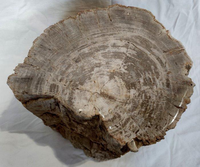 Versteend hout - Gefossiliseerd hout - diptocarpus - 19 cm -, Verzamelen, Dierenverzamelingen