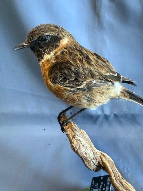 zoutinktvis Taxidermie volledige montage - Saxicola, Verzamelen, Dierenverzamelingen