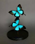 Vlinder Taxidermie volledige montage - Papilio ulysses, Verzamelen, Dierenverzamelingen, Nieuw