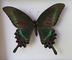 Alpenzangdradraag Taxidermie replica montage - Papilio, Verzamelen, Nieuw
