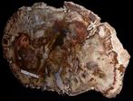 Fossiel hout - Gefossiliseerd hout - Araucaria - 29.5 cm -