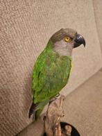 Senegalese parkiet Taxidermie volledige montage -, Nieuw