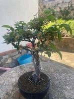 Malus bonsai (Malus sargentii) - Hoogte (boom): 58 cm -