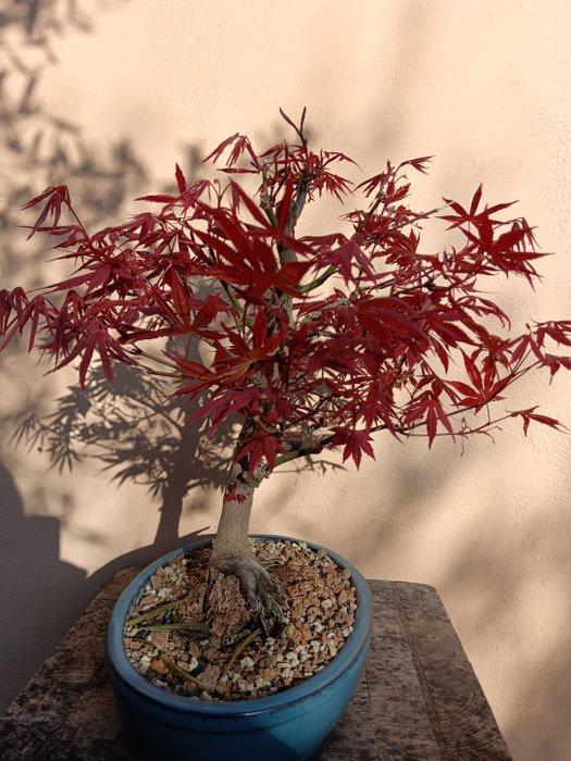 Japanese maple bonsai (Acer palmatum) - Hoogte (boom): 40 cm, Antiquités & Art, Curiosités & Brocante
