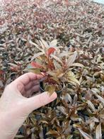 Alternanthera Reineckii mini (Aquariumplanten), Verzenden, Plant(en), Steen of Hout