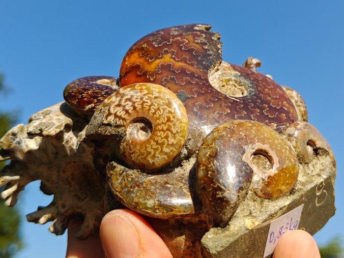 Ammoniet - Gefossiliseerde schelp - Aioloceras - 13 cm - 10, Verzamelen, Mineralen en Fossielen