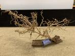 Osaka Bonsai Tree nr 1 - 59x20x34cm - aquascaping boom, Dieren en Toebehoren, Ophalen of Verzenden, Nieuw, Plant(en), Steen of Hout