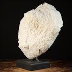 ongelooflijke grootte - topkwaliteit - perfect - Koraal -