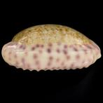 Verzamelingsschedel – CYPRAEIDAE Zeeschelp - Ovatipsa