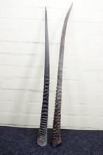 Gemsbok Hoorns - Oryx gazella - 3 cm - 3 cm - 0 cm-, Collections, Collections Animaux
