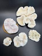 Koraal Koraal - Collezione coralli naturali Bianchi (Zonder, Nieuw