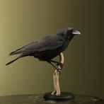 Kraai Taxidermie Opgezette Dieren By Max, Verzamelen, Dierenverzamelingen, Ophalen of Verzenden, Nieuw, Vogel, Opgezet dier