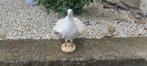 Huisduif Taxidermie volledige montage - Columba livia, Collections