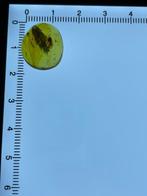 Amber - Barnsteen - Trichoptera, Burmese Amber, Insect