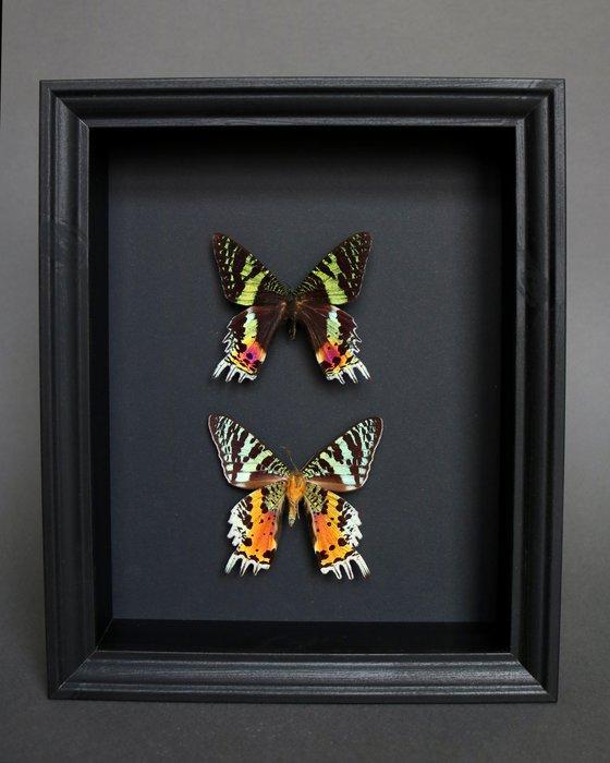 Vlinder Taxidermie volledige montage - Urania ripheus - 25, Verzamelen, Dierenverzamelingen
