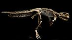 Dinosaurus - Fossiel skelet - Psittacosaurus - 110 cm - 46