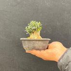 Bonsaï dolivier (shohin de collection) - Hauteur (arbre) :