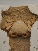 Krab - Fossiel skelet - 95 mm - 110 mm (Zonder minimumprijs)