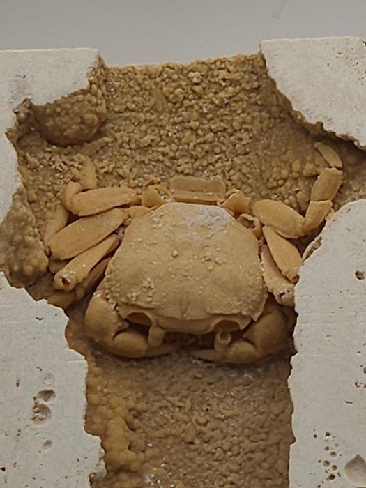 Krab - Fossiel skelet - 95 mm - 110 mm (Zonder minimumprijs), Verzamelen, Mineralen en Fossielen