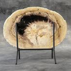 Époustouflante tranche de racine de palmier fossilisée sur