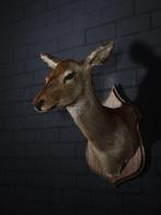 Red Deer - adult female head-mount - Schedel - Cervus, Collections