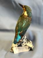 IJsvogel Taxidermie volledige montage - Alcedo atthis (with, Nieuw