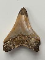 Megalodon-tand 7,0 cm - Fossiele tand - Carcharocles