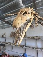 Zeereptiel - Fossiel skelet - Mosasaurus - 2 m - 70 cm