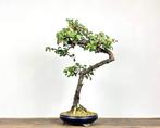 Crataegus - Hoogte (boom): 50 cm - Diepte (boom): 30 cm -, Antiek en Kunst
