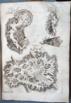 Lorenzo Bellini - ANATOMY Opera Omnia - 1708