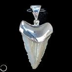 Natuurlijke fossiele haaientandhanger van Sterling Zilver, Verzamelen, Mineralen en Fossielen