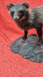 Chien viverrin Support de corps entier pour taxidermie -, Verzamelen, Dierenverzamelingen, Nieuw