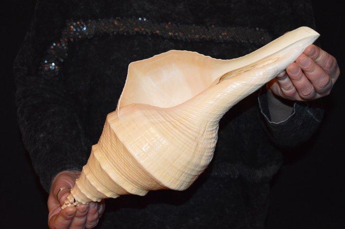 Zeeslak Zeeschelp - S-20 SYRINX ARUANUS (Zonder, Verzamelen, Dierenverzamelingen