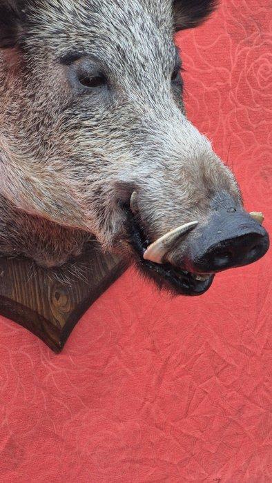 Sanglier Support de corps entier pour taxidermie - Sus, Collections, Collections Animaux