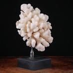 Branche de corail blanc exclusive - Base élégante en bois et, Verzamelen, Nieuw