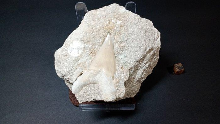 Haai - Fossiele tanden - Otodus Obliquus (Zonder, Verzamelen, Mineralen en Fossielen
