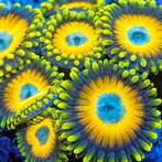 Zoanthus Scrambled eggs Frag (2-3 polypen)